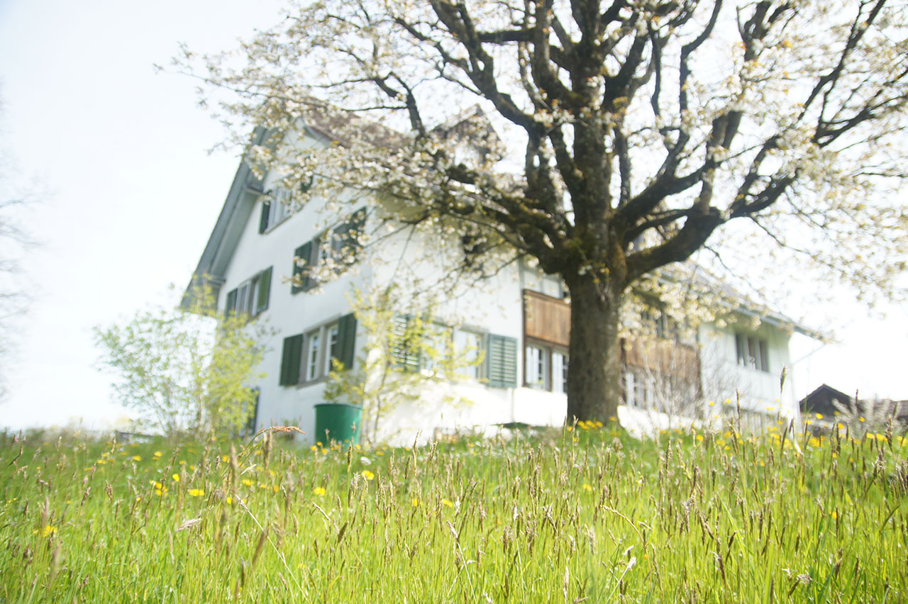 Lützelhuus Gartenwiese mit blühendem Kirschbaum 22-04-2023